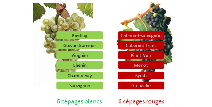 10 cépages exceptionnels